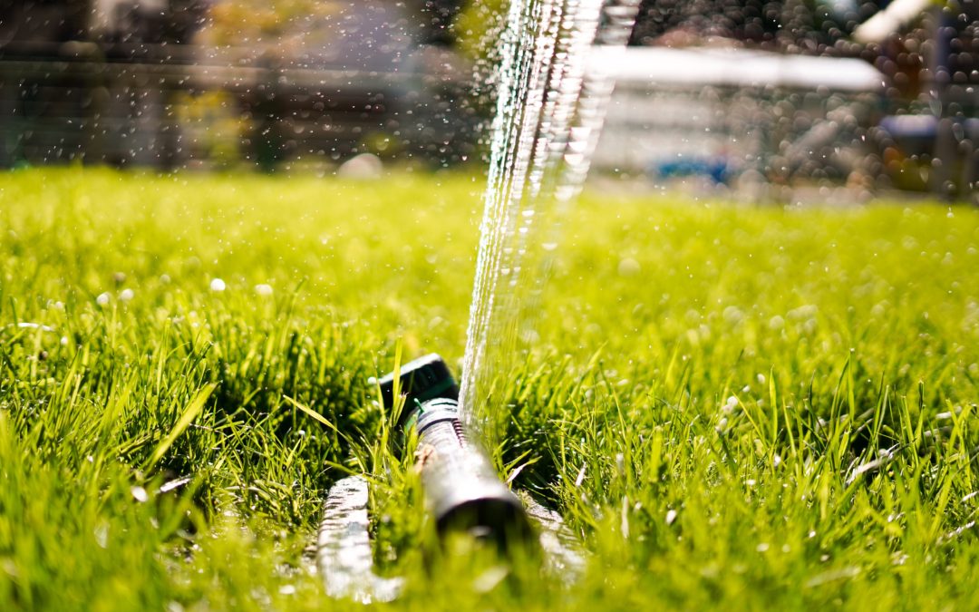 When Should I Water My Yard?