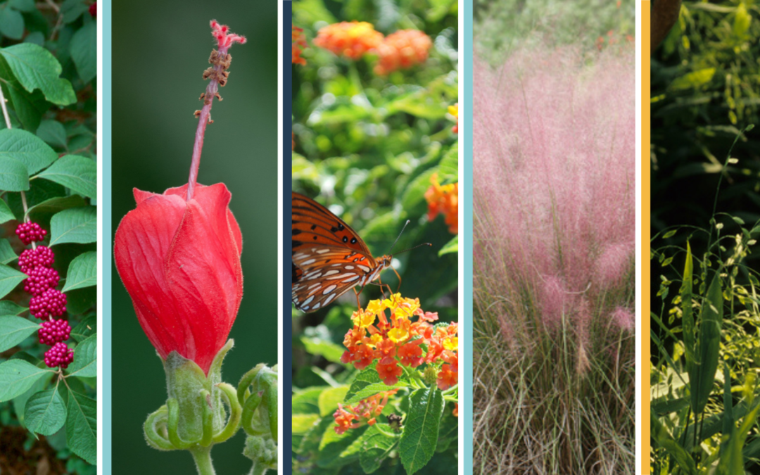 5 Native Plants for the Houston Region