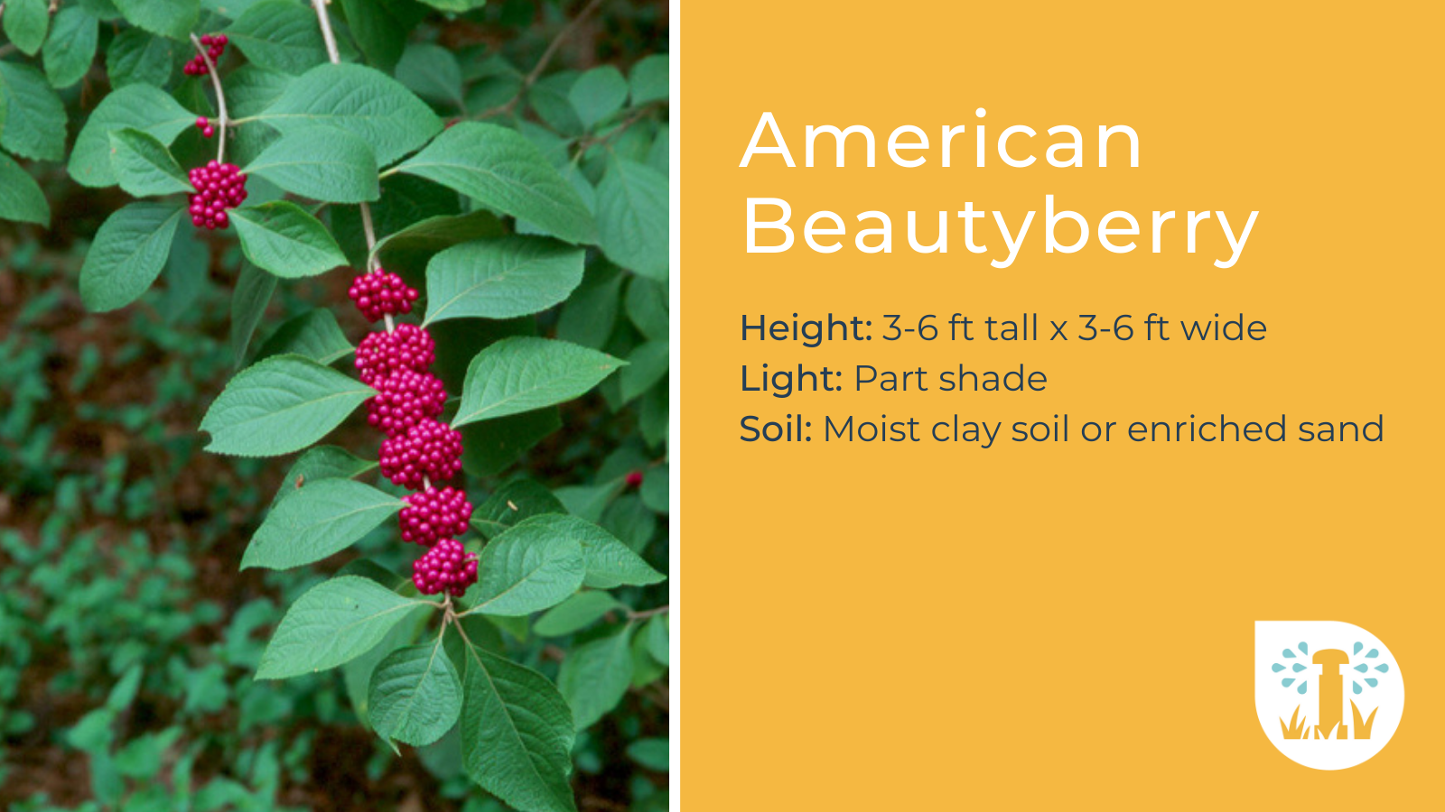 Texas Native-American Beautyberry_SmarterAboutWater