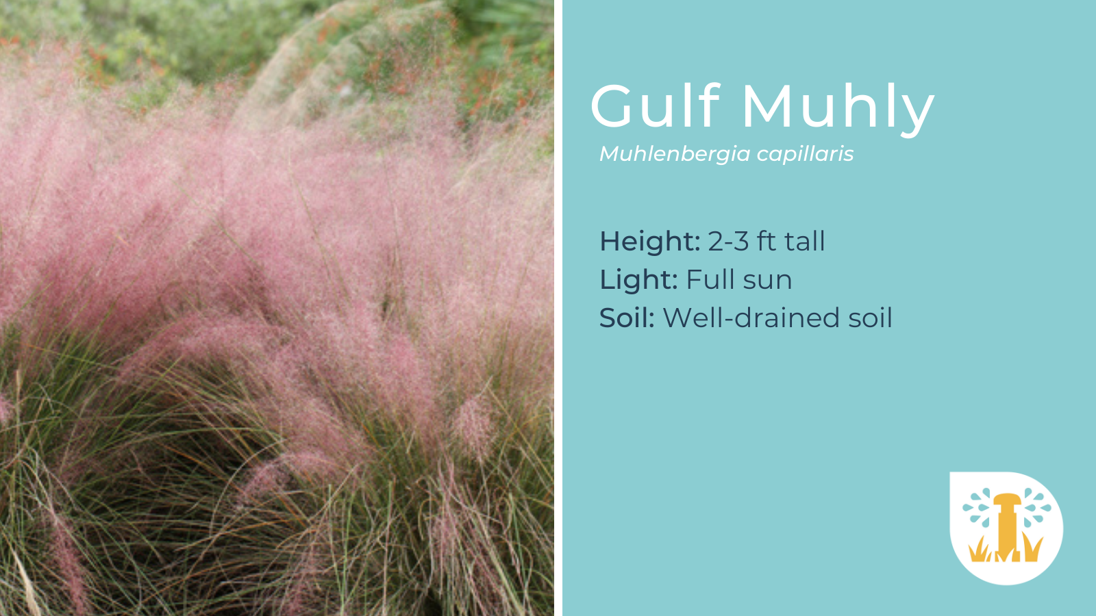 Texas Native - Gulf Muhly