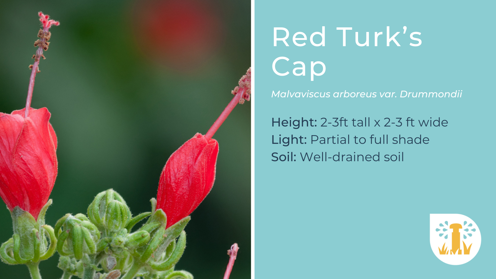 Texas Native - Red Turk's Cap