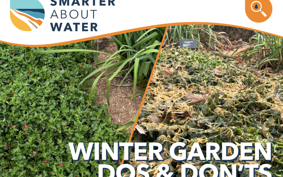 Winter Garden Dos & Don’ts